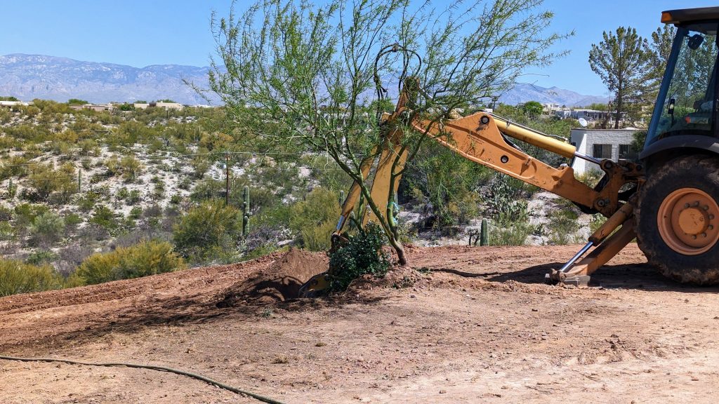 Backhoe moving a palo verde.  This tree is not gong to be happy.