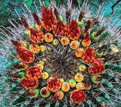 Bright Blooming Barrel Cactus